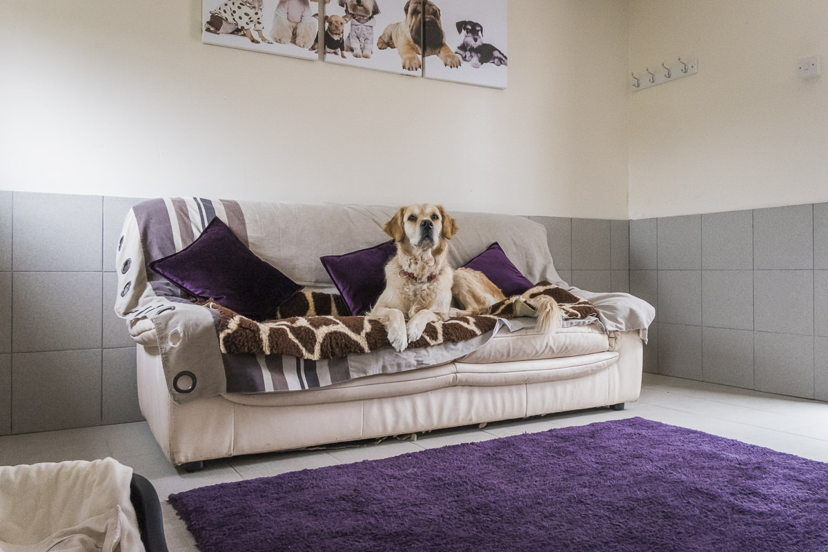Kennels in Worcestershire | PetcentralHotel_02