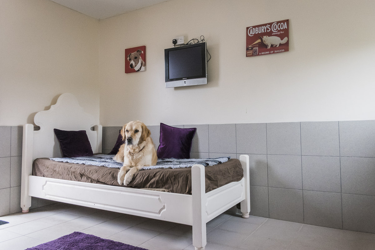 Kennels in Worcestershire | PetcentralHotel_14