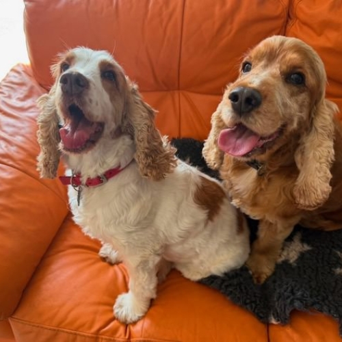 Pet Central Hotel 00001