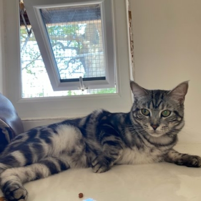Pet Central Hotel Cat Gallery00001