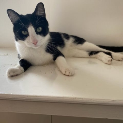 Pet Central Hotel Cat Gallery00002