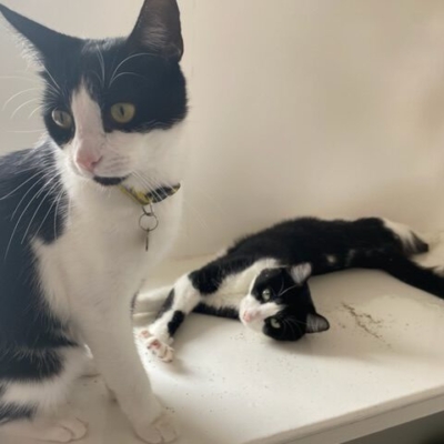Pet Central Hotel Cat Gallery00003