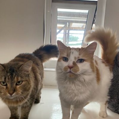 Pet Central Hotel Cat Gallery00004