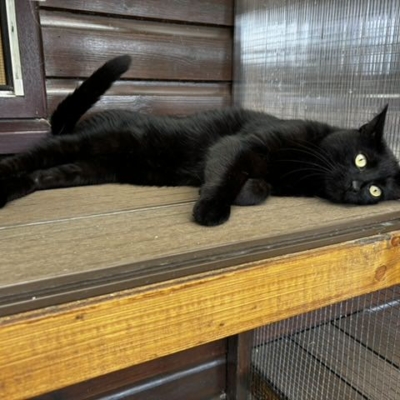 Pet Central Hotel Cat Gallery00005