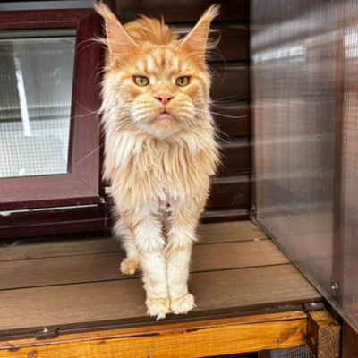 Pet Central Hotel Cat Gallery00009