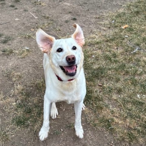 Pet Central Hotel Dog Gallery00001