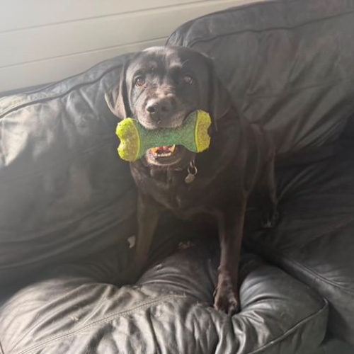 Pet Central Hotel Dog Gallery00002