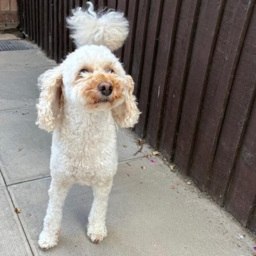 Pet Central Hotel Dog Gallery00003