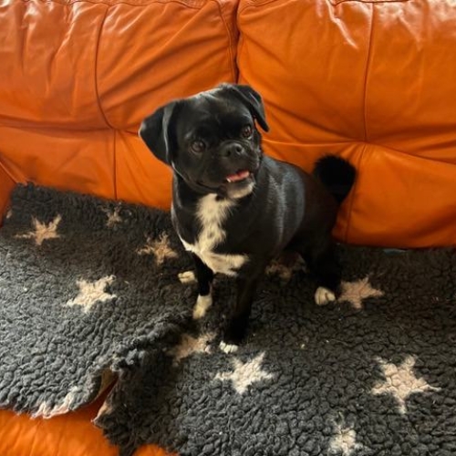 Pet Central Hotel Dog Gallery00005