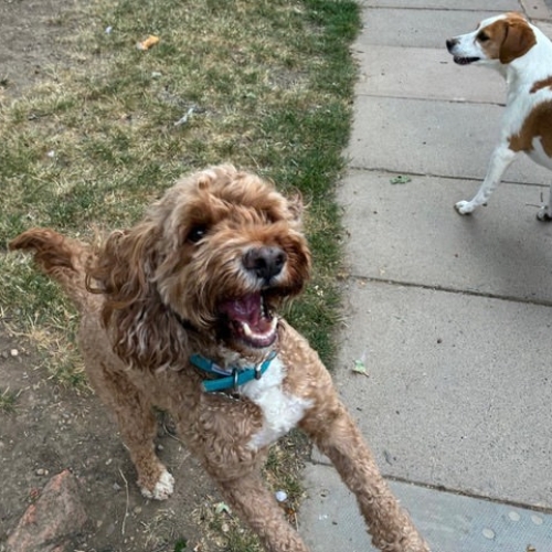 Pet Central Hotel Dog Gallery00006