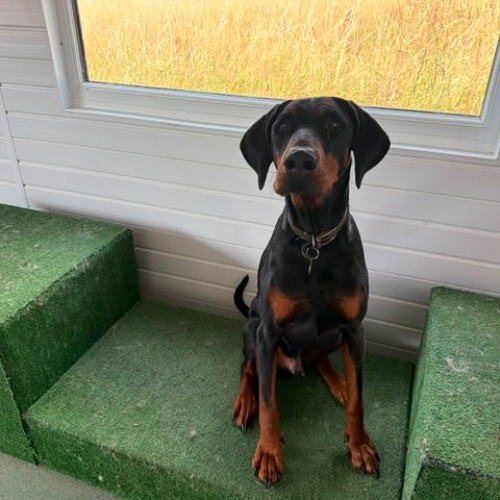 Pet Central Hotel Dog Gallery00007