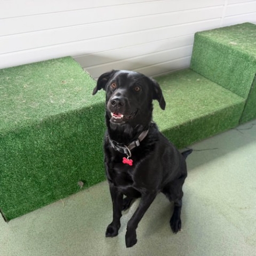 Pet Central Hotel Dog Gallery00008