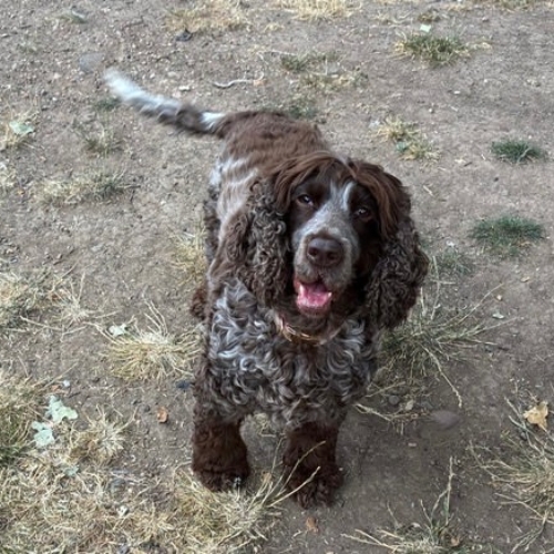 Pet Central Hotel Dog Gallery00009