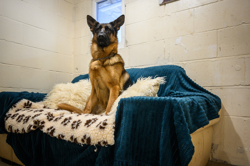 Boarding Kennels Redditch